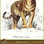 Карл Брендерс - Тигр с Суматры