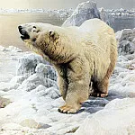 Карл Брендерс - Белый медведь