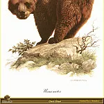 Карл Брендерс - Бурый медведь