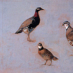 Knip-Ronner Henrietta Three fowls Sun, Анри Книп