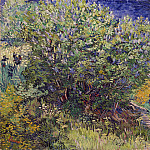Bush, Vincent van Gogh
