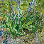 The Iris, Vincent van Gogh