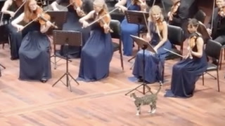 Curious cat strolls onto stage while orchestra performs 