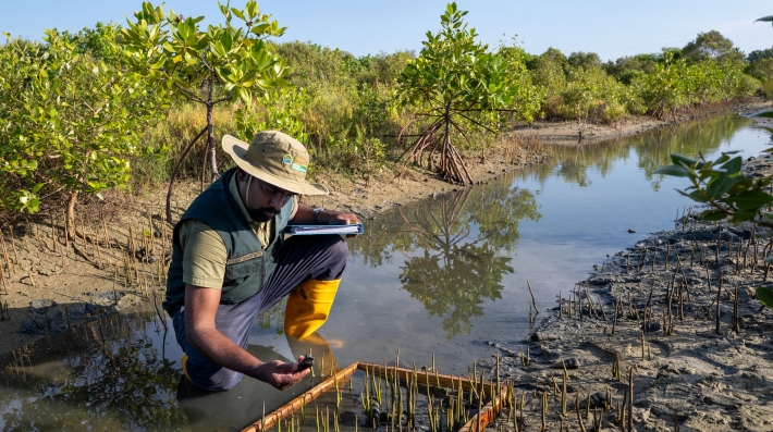 A man looking at mangrove seedlings near a water body