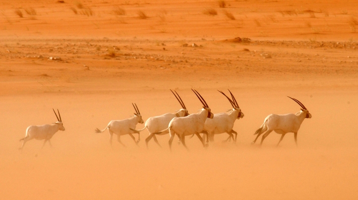 Saudi Arabia has reared and released native species like oryx into the wild as part of efforts to restore ecosystems and protect land at home and in the region