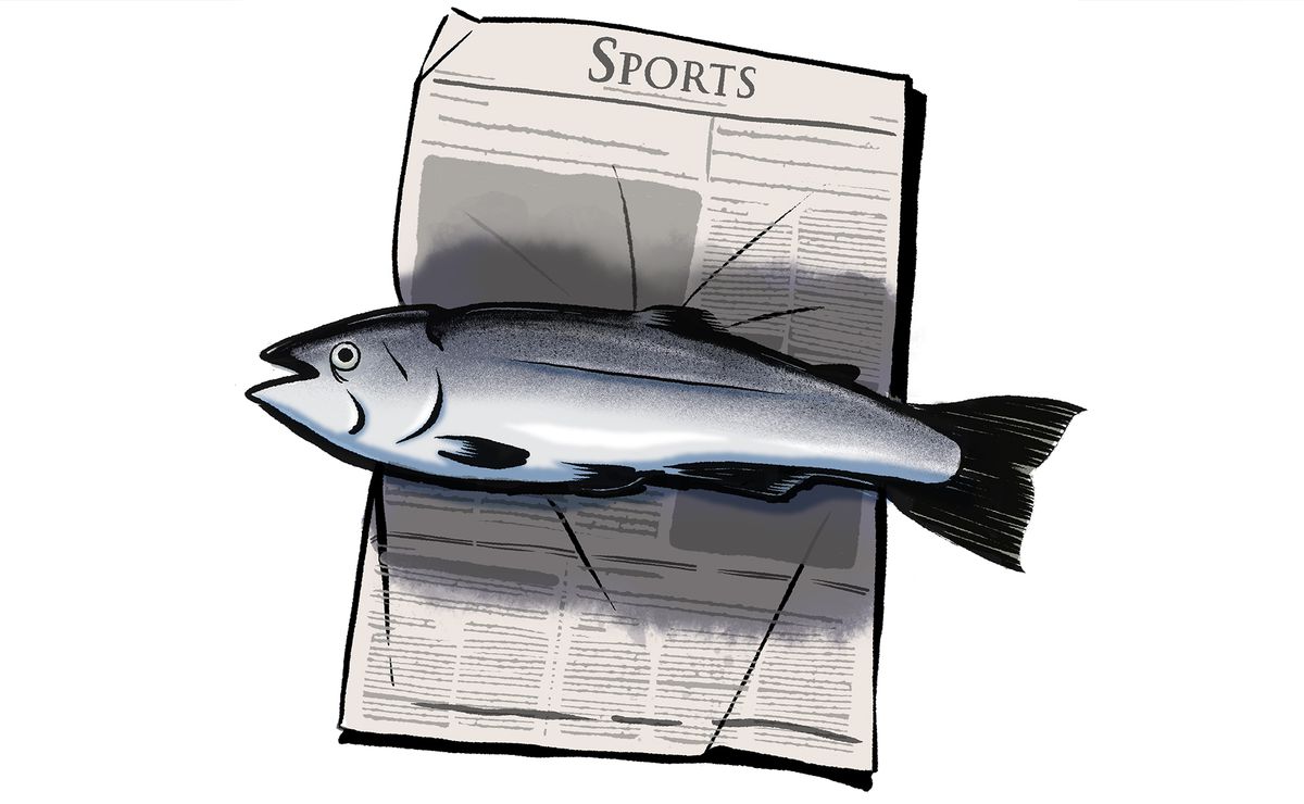 Illustration of a full uncooked salmon resting on top of the sports section of a news paper.