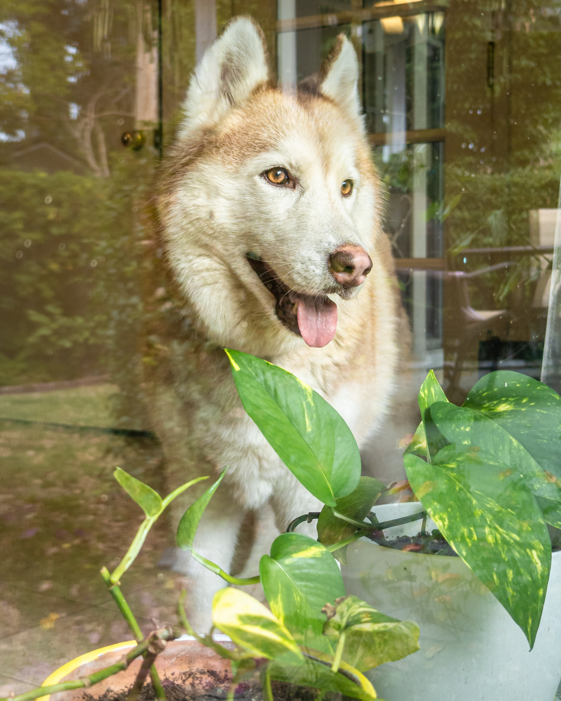 A photo of a husky through a glossy window.