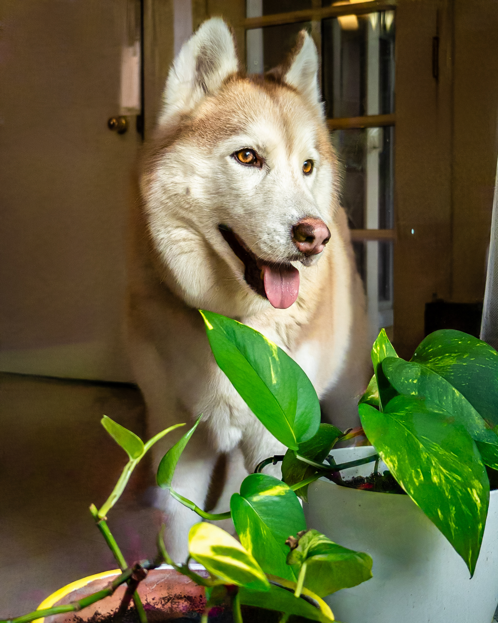 A photograph of a husky behind a plant.