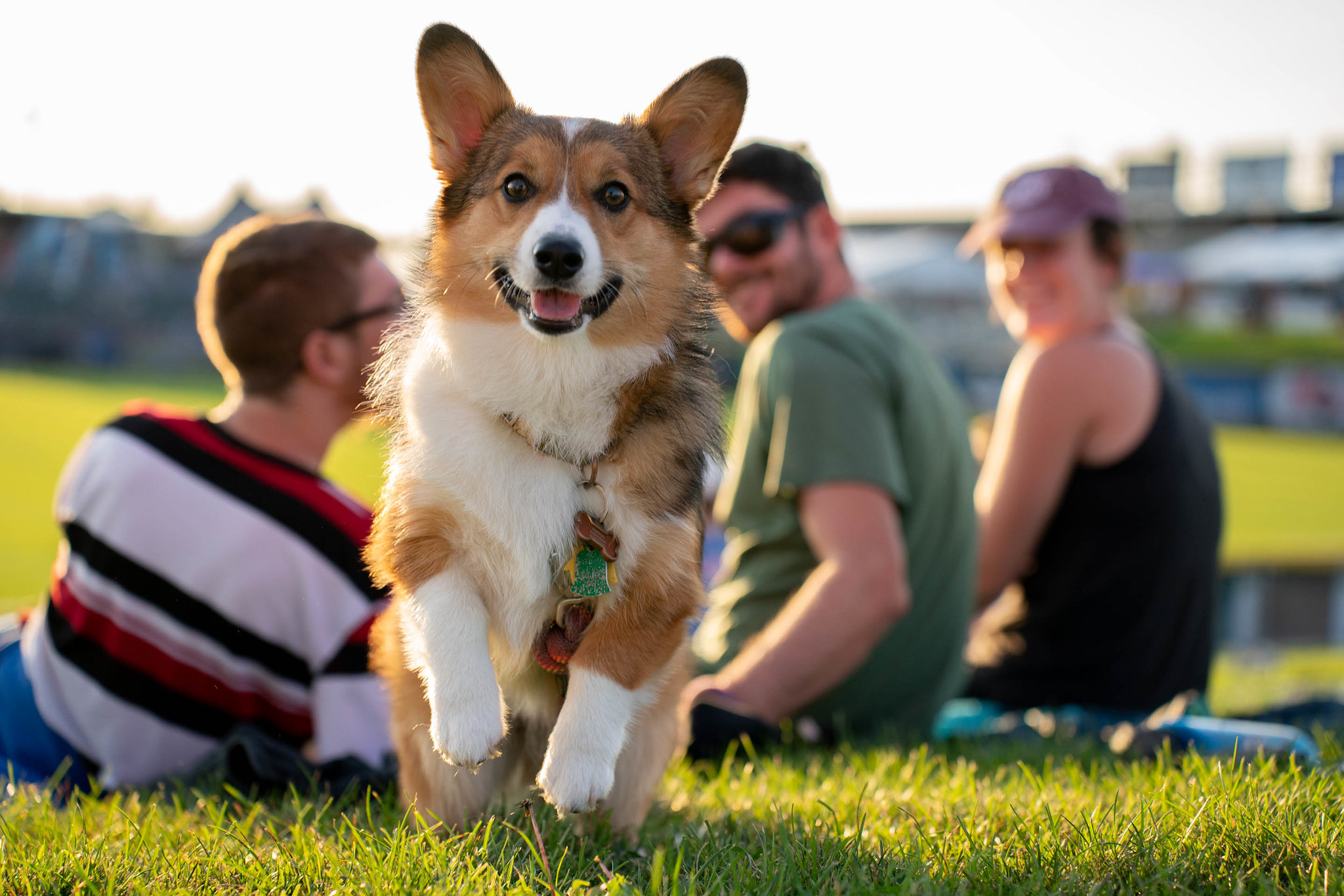 A corgi stands up on their hind legs while looking straight on to the camera. Behind them are three people sitting in the grass, looking back toward the dog and smiling.