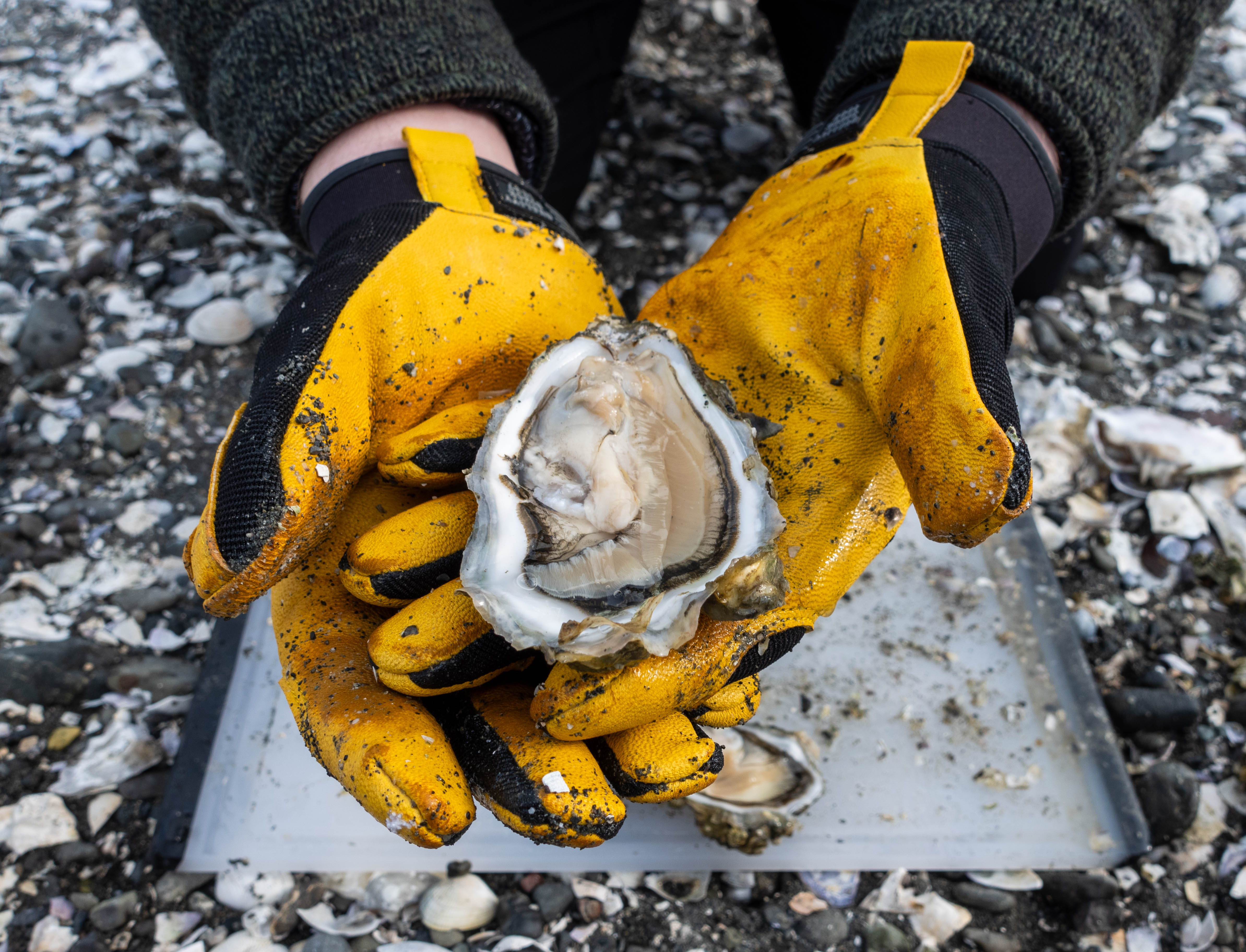 A pair of gloved hands holding an oyster on the half-shell.