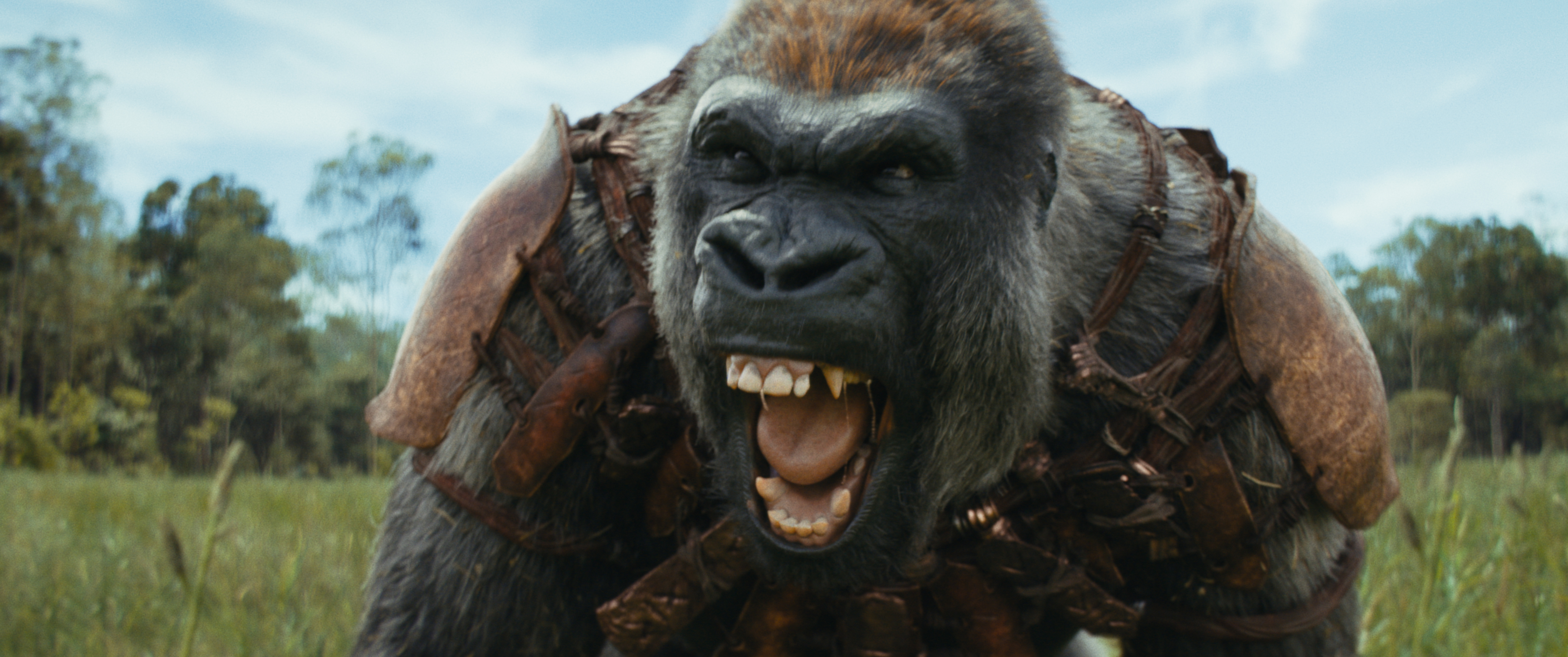 A gorilla from Kingdom of the Planet of the Apes snarls at the camera