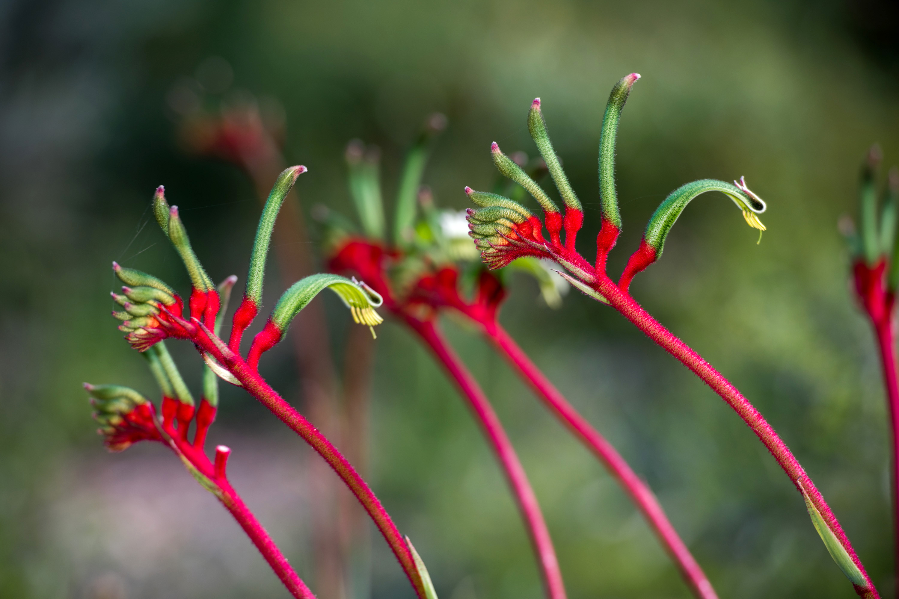 Kangaroo Paw Flower: Care, Benefits, Uses, Meaning, How to Grow And Plant  