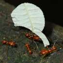 Image of Leaf-cutter ant