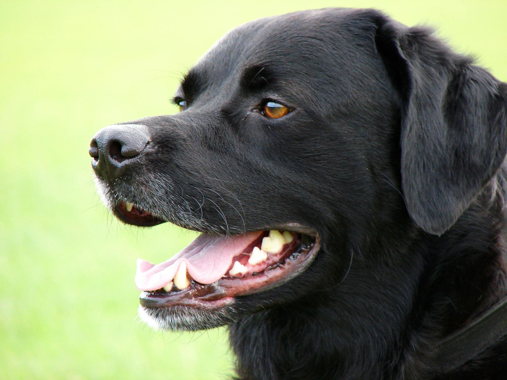 Dexter, a four-year-old male Labrador retriever.
