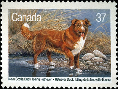 Nova Scotia Duck-Tolling Retriever