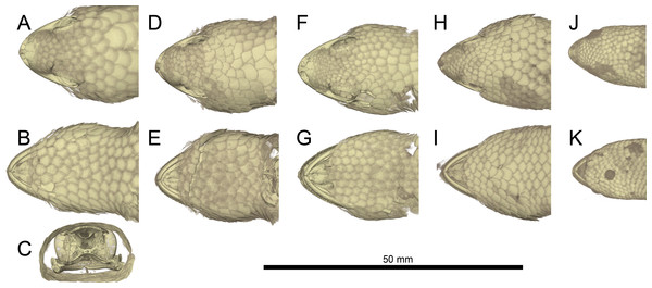 Micro-CT images of mineralized scales of Geckolepis specimens.