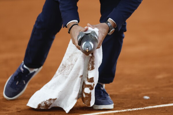 Chair umpire Damien Dumusois of France catches a pigeon that crashed onto the court during the third round match of the French Open tennis tournament between Tomas Machac of the Czech Republic and Russia's Daniil Medvedev at the Roland Garros stadium in Paris, Saturday, June 1, 2024. (AP Photo/Jean-Francois Badias)