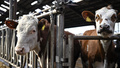 Kor döda efter knottattacker: "Det är nytt"