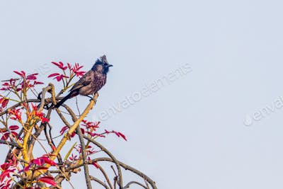 Bulbul perched on a branch of a tree against a blue sky