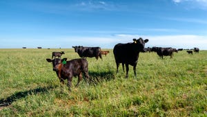 Beef calves and cows in a pasture