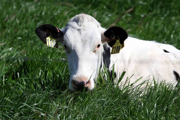 Medicamento para vacas pode reduzir emissões de metano da carne e dos laticínios