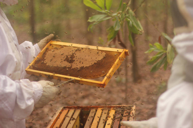 Novas embalagens, rótulos e floradas tentam elevar consumo de mel no Brasil