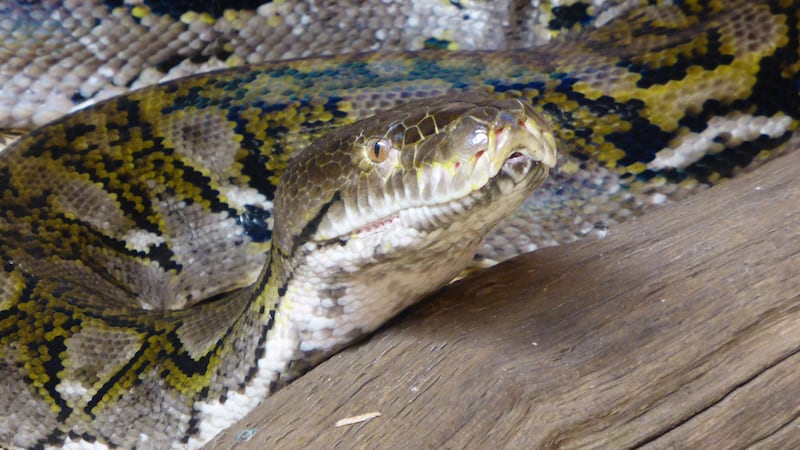 Officials said this is the fifth time a person was eaten by a python in Indonesia since 2017.