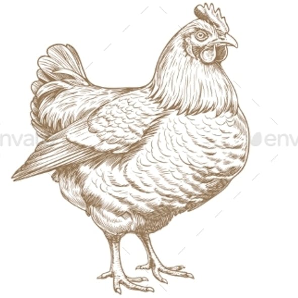 Chicken Hen Sketch