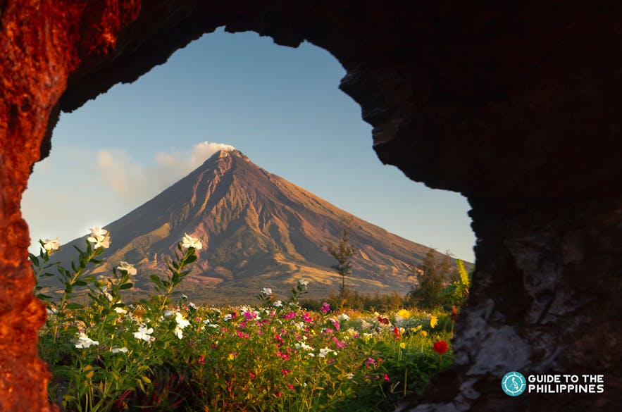 View of Mayon Volcano from a flower field