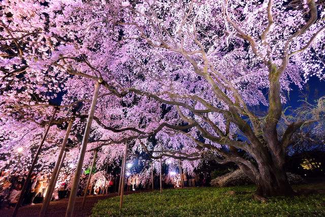 Cherry blossom_01