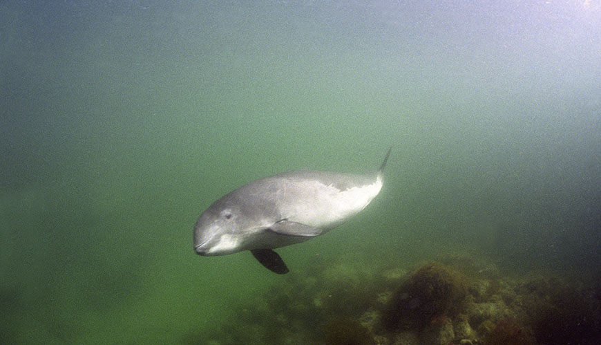 Bild Ekologi och bevarande av Östersjöns tumlare