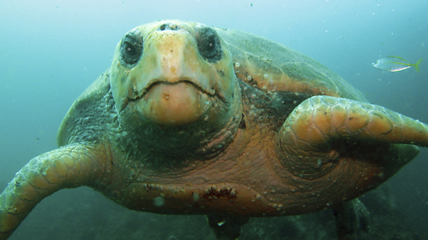 Bild Väderfenomen hjälper havssköldpadda ut på äventyr