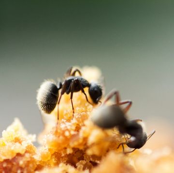 how to get rid of sugar ants, black ants eating brown sugar outdoors