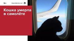 Utair проверяет гибель кошки на борту самолёта — Москва FM