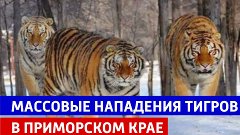 Массовые нападения тигров в Приморском крае — Россия 1