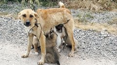 Люди спасают собаку-маму и ее щенков, которых бросили в лесу...