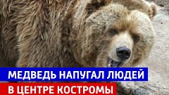 Медведь напугал горожан в центре Костромы — Россия 1