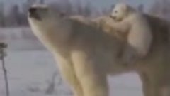 Когда решили понаблюдать за жизнью белых медведей