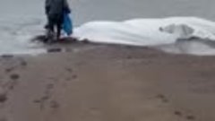 На Камчатке рыбаки спасли белух. Они поливали животных водой...