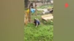 Панды атаковали смотрителя зоопарка Чунцина в Китае