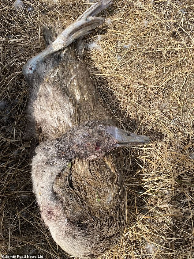 DATCHET: Two 'evil' teenage thugs armed with catapults killed four swans and injured at least a dozen in a savage attack at a rescue sanctuary. Pictured: A cygnet killed in the attack in 2022