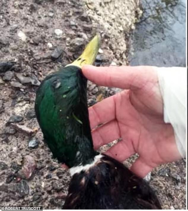 WINCHESTER: Pictured is an injured duck which was shot by youths earlier this year
