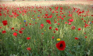 London, UK ‘The poppy meadow at London Fields in Hackney.’