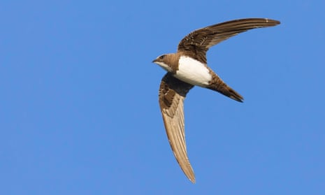 Alpine Swift in flight