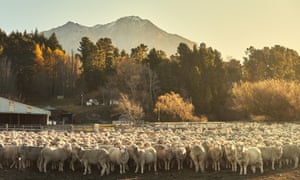 South Island, New Zealand ‘Merino sheep in a large sheep, cattle and deer farm on the edge of the Southern Alps.’