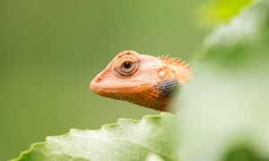 Tura, India ‘An oriental garden lizard (Calotes versicolor) playing hide and seek.’