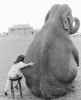  Elephant_Talk