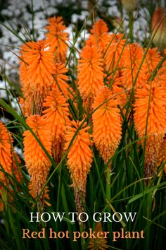 orange flowers with the words how to grow red hot poker plant