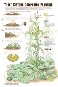 an illustrated diagram shows the different types of plants and how they are used to grow them