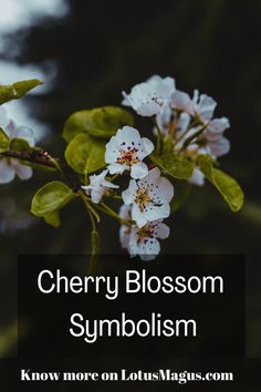 cherry blossom symbolism Container Gardening, Cherry Blossom Symbolism, Dandelion, Cherry Blossom, Cherry, Garden